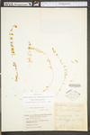 Sedum sarmentosum by WV University Herbarium