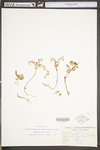 Sedum ternatum by WV University Herbarium