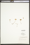 Sedum nevii by WV University Herbarium