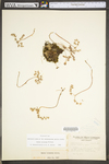 Sedum ternatum by WV University Herbarium