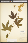 Astilbe biternata by WV University Herbarium