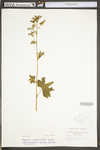 Boykinia aconitifolia by WV University Herbarium