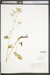 Boykinia aconitifolia by WV University Herbarium
