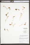 Sedum glaucophyllum by WV University Herbarium