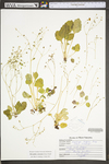 Saxifraga careyana by WV University Herbarium
