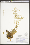 Saxifraga careyana by WV University Herbarium
