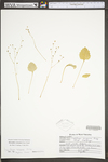 Saxifraga careyana by WV University Herbarium