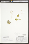 Saxifraga careyana by WV University Herbarium