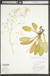 Saxifraga pensylvanica by WV University Herbarium