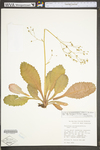 Saxifraga micranthidifolia by WV University Herbarium