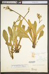 Saxifraga micranthidifolia by WV University Herbarium