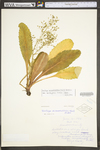 Saxifraga micranthidifolia by WV University Herbarium