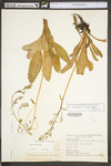 Saxifraga micranthidifolia by WV University Herbarium