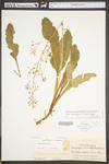 Saxifraga micranthidifolia by WV University Herbarium