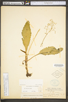 Saxifraga micranthidifolia by WV University Herbarium