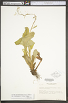 Saxifraga micranthidifolia by WV University Herbarium