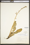 Saxifraga micranthidifolia by WV University Herbarium