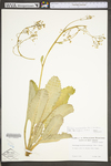 Saxifraga micranthidifolia by WV University Herbarium