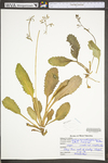 Saxifraga micranthidifolia by WV University Herbarium