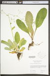 Saxifraga micranthidifolia by WV University Herbarium