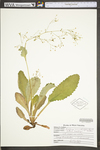 Saxifraga micranthidifolia by WV University Herbarium