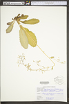 Saxifraga micranthidifolia by WV University Herbarium