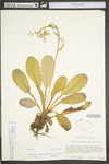 Saxifraga micranthidifolia by WV University Herbarium