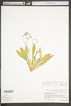 Saxifraga michauxii by WV University Herbarium