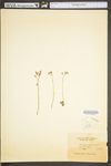 Saxifraga virginiensis var. virginiensis by WV University Herbarium