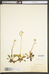 Saxifraga virginiensis var. virginiensis by WV University Herbarium