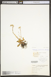 Saxifraga virginiensis var. virginiensis by WV University Herbarium