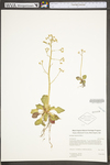 Saxifraga virginiensis by WV University Herbarium