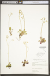 Saxifraga virginiensis by WV University Herbarium