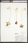 Saxifraga virginiensis var. virginiensis by WV University Herbarium