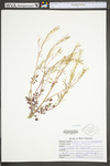 Sibara virginica by WV University Herbarium