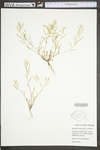Sibara virginica by WV University Herbarium