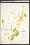 Sinapis arvensis by WV University Herbarium
