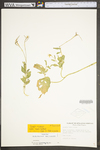 Sinapis alba by WV University Herbarium