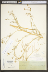 Sisymbrium altissimum by WV University Herbarium
