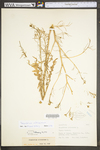 Sisymbrium altissimum by WV University Herbarium