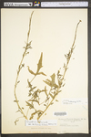Sisymbrium officinale by WV University Herbarium