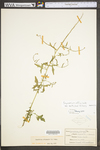 Sisymbrium officinale by WV University Herbarium