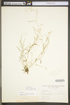 Arabis lyrata by WV University Herbarium