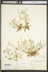 Arabis lyrata by WV University Herbarium