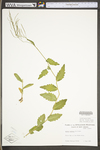 Arabis patens by WV University Herbarium