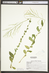 Arabis patens by WV University Herbarium