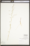 Arabis serotina by WV University Herbarium
