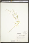 Arabis serotina by WV University Herbarium