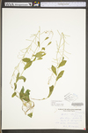 Arabis shortii by WV University Herbarium