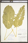 Armoracia rusticana by WV University Herbarium